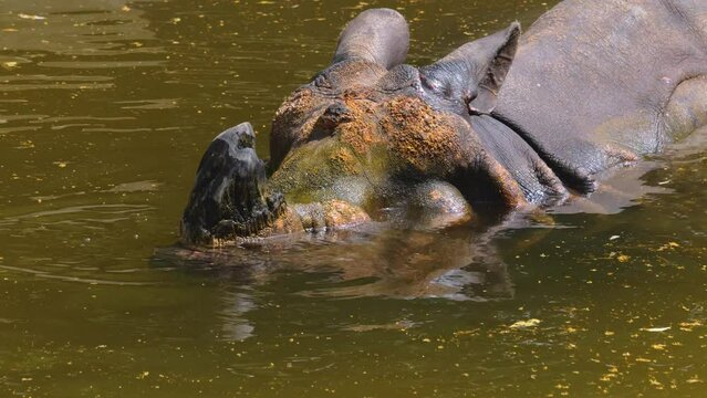 A rhino is standing in a pond and blowing bubbles