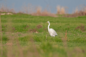 Obraz na płótnie Canvas Great egret, Ardea alba. A white bird stands in the grass.