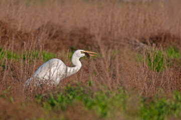 Great egret, Ardea alba is being hunted. The heron eats mice.