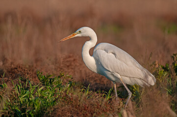 Great egret, Ardea alba. A white bird stands in the grass.