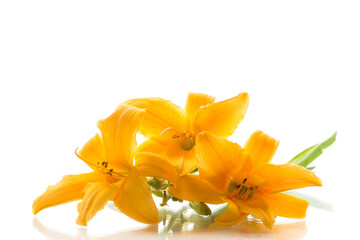 Obraz na płótnie Canvas bouquet of beautiful yellow lilies, on white background.