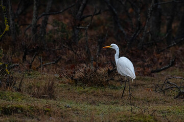 Great egret, Ardea alba, walking in the forest after the rain.