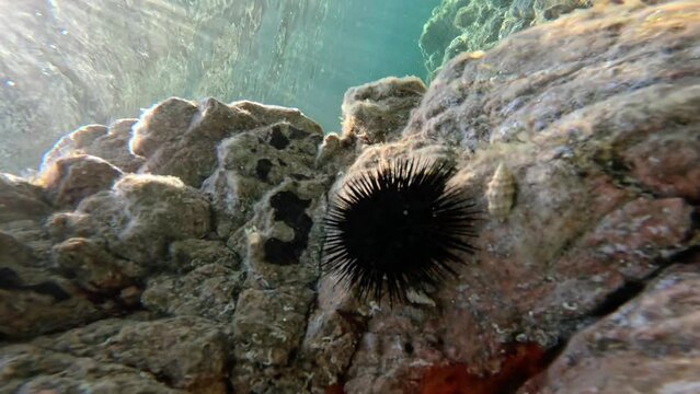 Sea urchin on rocks underwater