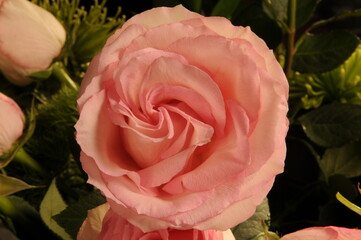 Simple Pink Rose