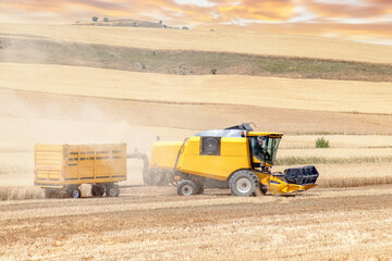 Obraz premium Harvest aerial landscape of combine harvester cutting summer wheat field crop with tractor trailer and blue sky on farm