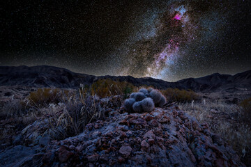 Milky Way above a cactus in the Utah desert landscape