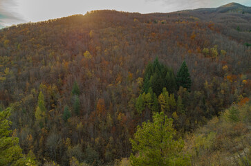 Fototapeta premium Il bosco in montagna a inizio inverno
