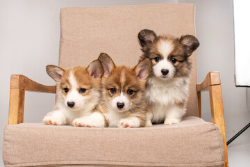 3 corgi puppies sitting on a chair on a white background in the studio