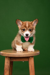 Corgi puppy sitting on a chair on a green background with a green bow tie