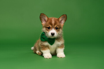 Corgi puppy on green background with green bow tie