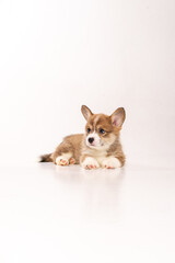 Cute corgi puppy in a white studio