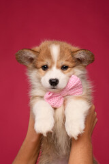 Corgi puppy on pink background in studio