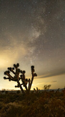 Fototapeta na wymiar Milky Way over a Joshua tree in the Mojave Desert