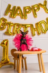 A Zwergpinscher in a pink ballet skirt celebrates her birthday