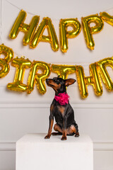 A Zwergpinscher in a pink ballet skirt celebrates her birthday