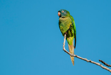 Blue crowned Parakeet,  La Pampa Province, Patagonia, Argentina