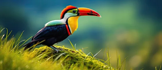 Zelfklevend Fotobehang In the grassy fields of Brazil, a colorful bird with a magnificent beak emerged, becoming an iconic symbol of the countrys rich wildlife and natural beauty, captivating the ornithologists studying the © 2rogan