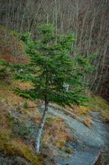 Abete di montagna in Appennino a inizio inverno