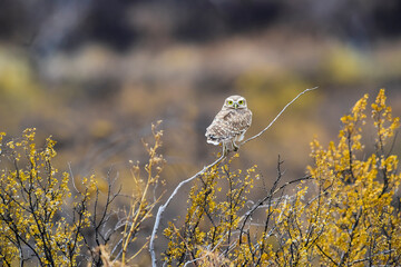 Burrowing Owl perched, La Pampa Province, Patagonia, Argentina.