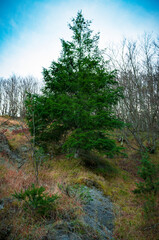Abete di montagna in Appennino a inizio inverno