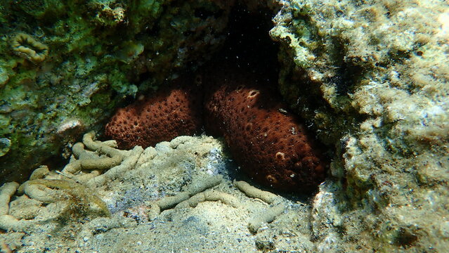 Variable sea cucumber Holothuria (Platyperona) sanctori on sea bottom, Aegean Sea, Greece, Halkidiki