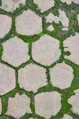 Green moss, lichen growing around hexagon bricks, in geometric pattern on ground background asset