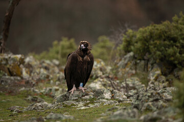Reintroducing cinereous vulture in Rhodope mountains. Black vulture on the top of Bulgaria mountains. Ornithology during winter time.	
