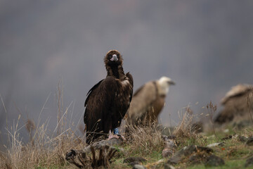 Reintroducing cinereous vulture in Rhodope mountains. Black vulture on the top of Bulgaria mountains. Ornithology during winter time.	