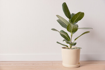 Green houseplants home decoration on white background. Home gardening concept