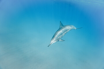 Fototapeta na wymiar Wild Hawaiian Spinner Dolphins swimming in clear ocean water in Hawaii 