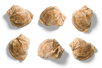 Veined Rapa Whelks or Rapana Venosa seashell from various angles, summer and vacation design elements isolated on a transparent background, PNG. High resolution.