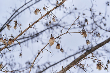 Helicopter Seeds Against Overcast Sky