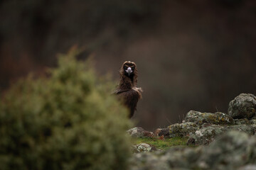 Reintroducing cinereous vulture in Rhodope mountains. Black vulture on the top of Bulgaria mountains. Ornithology during winter time.	