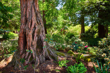 Young redwood tree in garden with nearby rose bush a forest of life and plants on sunny day