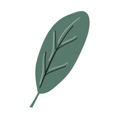 Bay Or Laurel Leaf