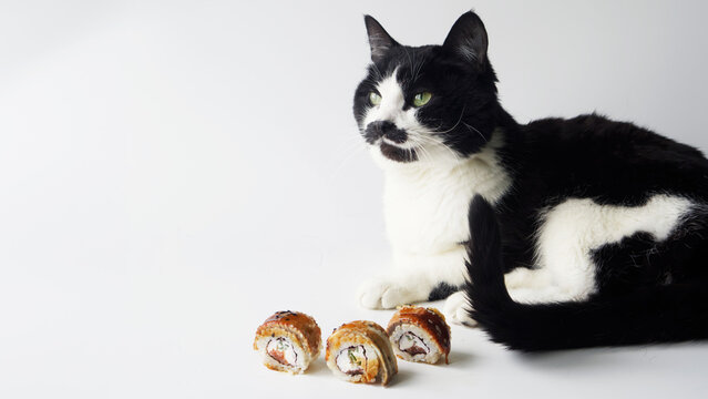 Domestic black and white cat next to delicious sushi rolls. White background. The concept of cats' favorite food and examination of the quality of rolls and sushi. Photo. Selective focus. Copy space