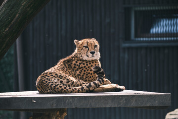 Gepard © Damian Okrasa