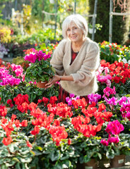 Mature female customer choosing potted cyclamen in container garden shop