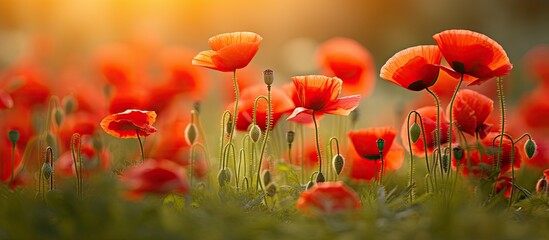 Fototapeta premium In the lush greenery of a summer field, a botanist explores the vast flora, captivated by the vibrant red poppies swaying in the refreshing breeze, each releasing an intoxicating aroma that creates a