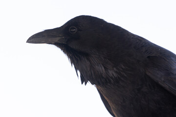 Close up portrait of the head and shoulders of a common raven watching the camera, looking towards the left, with a high key background.