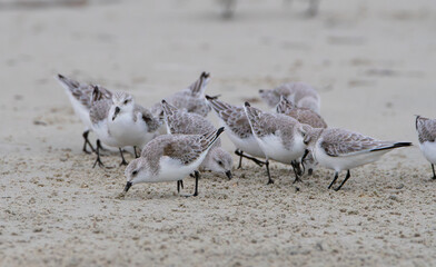 Groupe de Bécasseaux Sanderling sur une plage de Bretagne-France
