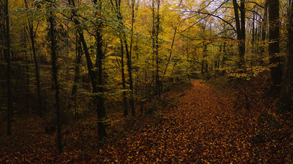 Obraz premium Old bridge with stream in late fall forest