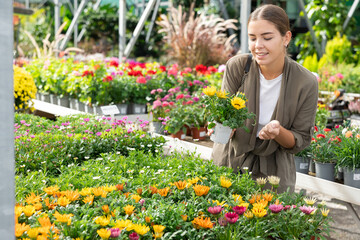 Young woman buyer chooses gazania hybrida in pot in flower shop..