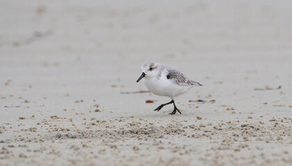 Groupe de bécasseaux sanderling sur une plage en Bretagne-France
