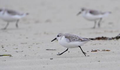 Groupe de Bécasseaux Sanderling sur une plage de Bretagne-France