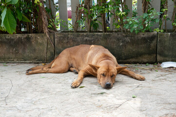A homeless stray dog that looks very old.