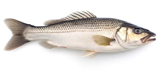 Deurstickers One raw fresh sea bass isolated on white background. AI generated image © MUCHIB