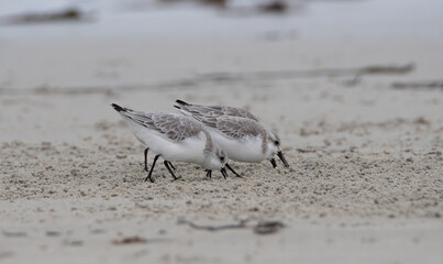 Groupe de Bécasseaux Sanderling sur une plage de Bretagne-France