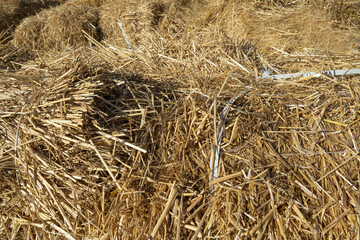 Hay Texture Background, Straw Pattern, Dry Golden Grass Mockup, Dry Baled Hay Bales Stacks Banner