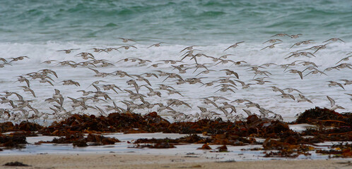 Groupe de bécasseaux sanderling sur une plage en Bretagne-France